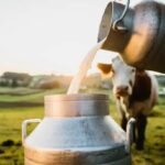 Difference Between Gir Cow Milk and Jersey Cow Milk