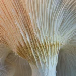 5 Delicious Benefits of Mushroom Chocolates You Need To Know